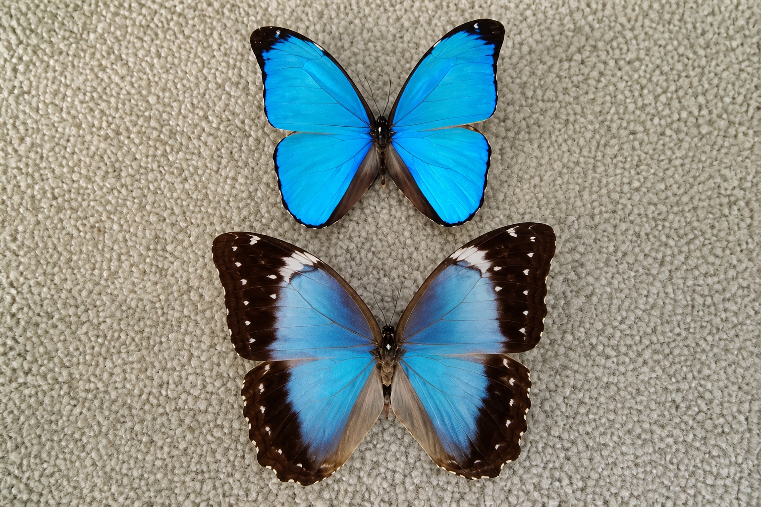 Two iridescent blue Morpho butterfly specimens on a neutral cloth